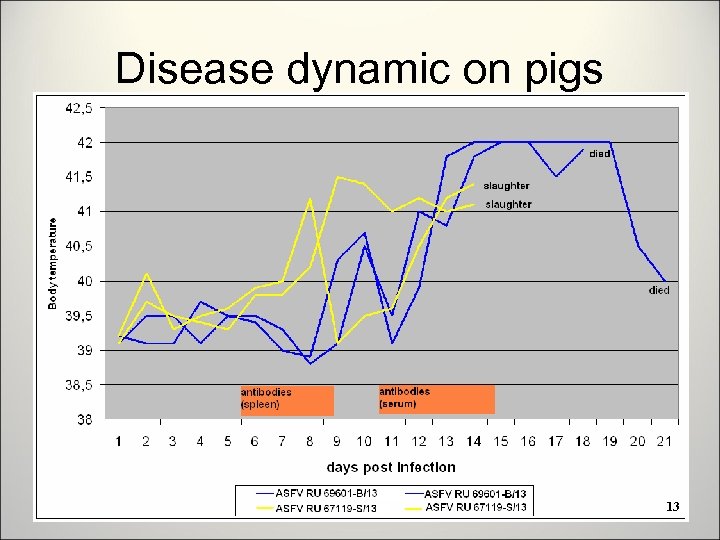 Disease dynamic on pigs 13 