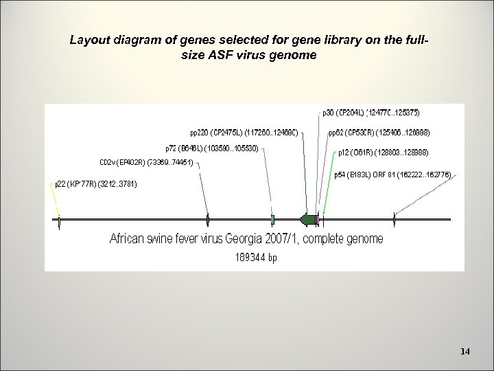 Layout diagram of genes selected for gene library on the fullsize ASF virus genome