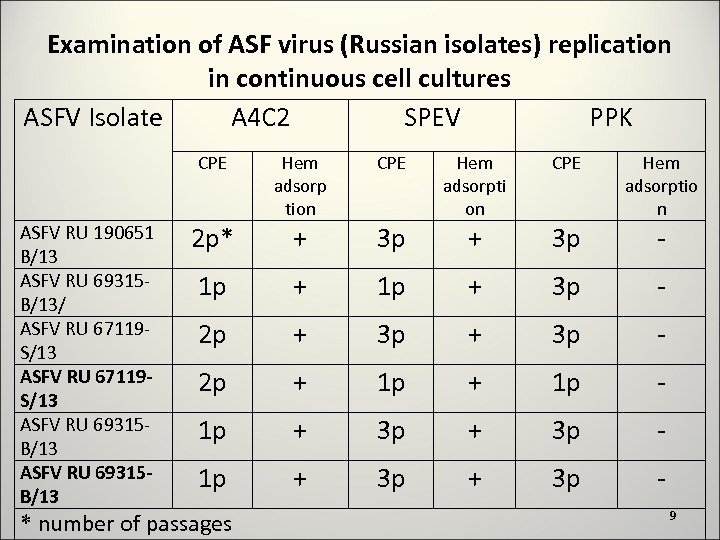Examination of ASF virus (Russian isolates) replication in continuous cell cultures ASFV Isolate A