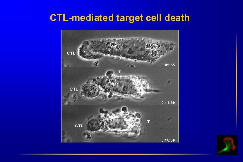 CTL-mediated target cell death 