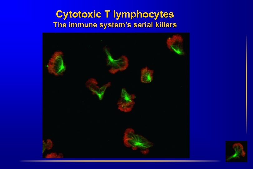 Cytotoxic T lymphocytes The immune system’s serial killers 