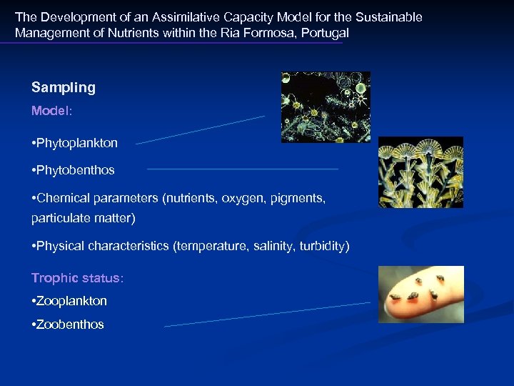 The Development of an Assimilative Capacity Model for the Sustainable Management of Nutrients within