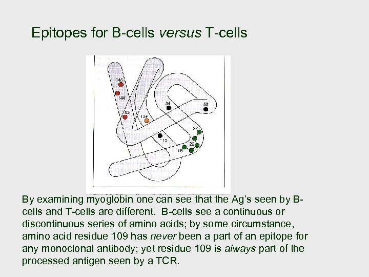 Epitopes for B-cells versus T-cells By examining myoglobin one can see that the Ag’s