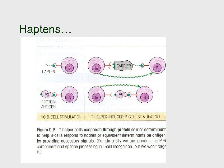 Haptens… 