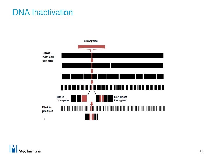 DNA Inactivation 40 