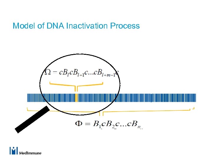Model of DNA Inactivation Process 