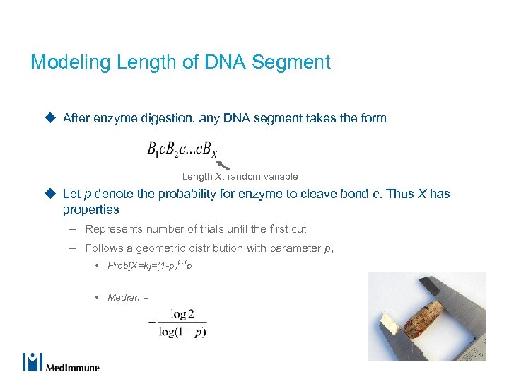 Modeling Length of DNA Segment u After enzyme digestion, any DNA segment takes the