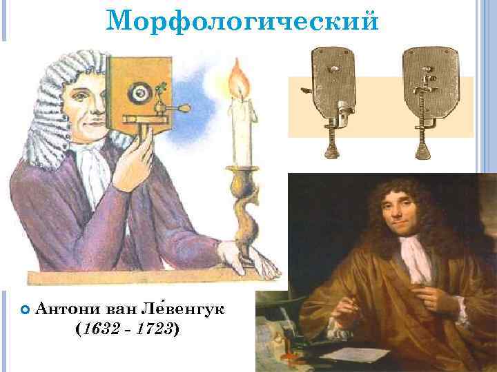 Морфологический Антони ван Ле венгук (1632 - 1723) 