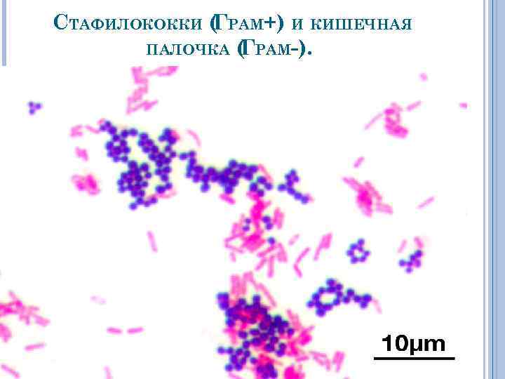 СТАФИЛОКОККИ ( РАМ+) И КИШЕЧНАЯ Г ПАЛОЧКА ( РАМ-). Г 