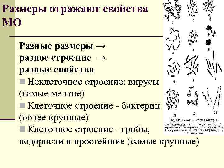 Размеры отражают свойства МО Разные размеры → разное строение → разные свойства n Неклеточное