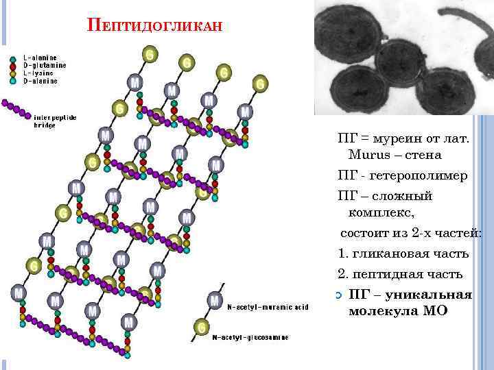 ПЕПТИДОГЛИКАН ПГ = муреин от лат. Murus – стена ПГ - гетерополимер ПГ –