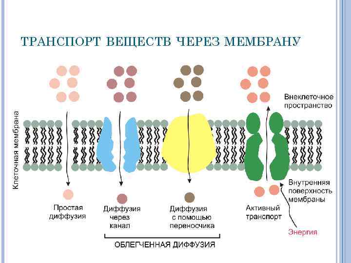 ТРАНСПОРТ ВЕЩЕСТВ ЧЕРЕЗ МЕМБРАНУ 