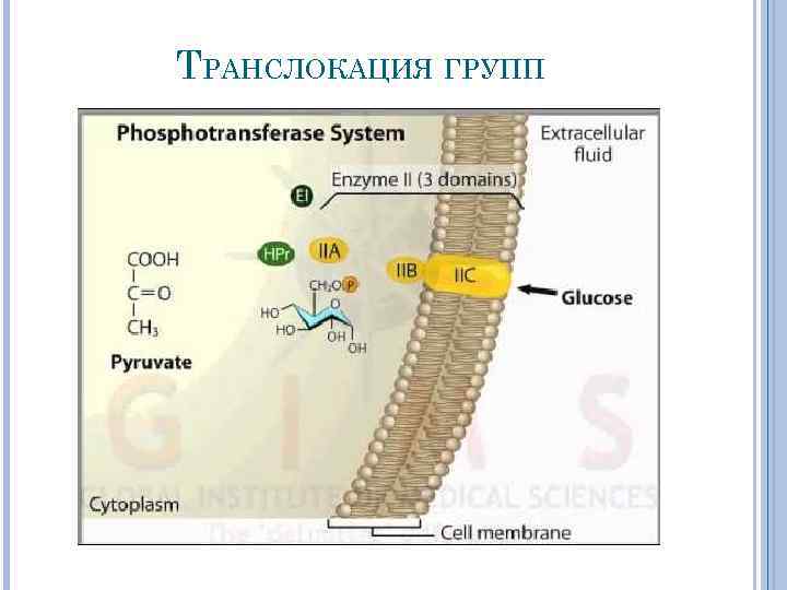 ТРАНСЛОКАЦИЯ ГРУПП 