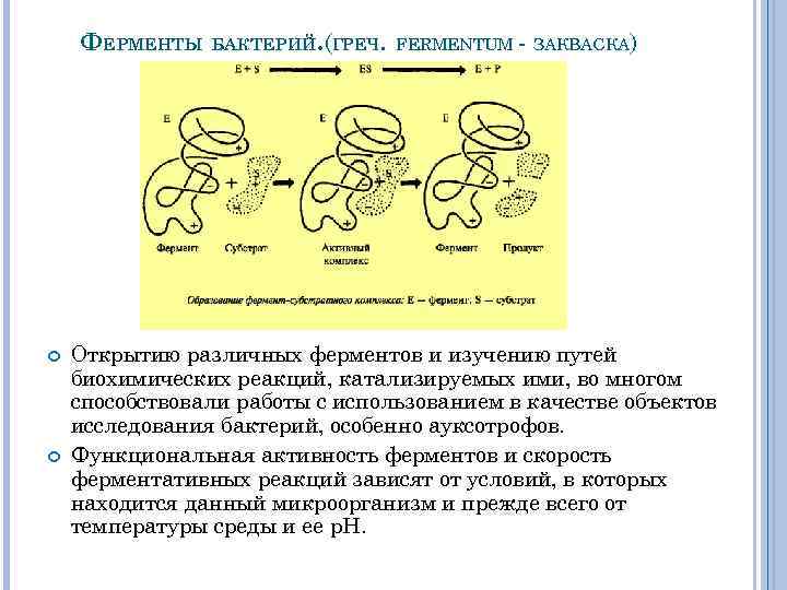 ФЕРМЕНТЫ БАКТЕРИЙ. (ГРЕЧ. FERMENTUM ЗАКВАСКА) Открытию различных ферментов и изучению путей биохимических реакций, катализируемых