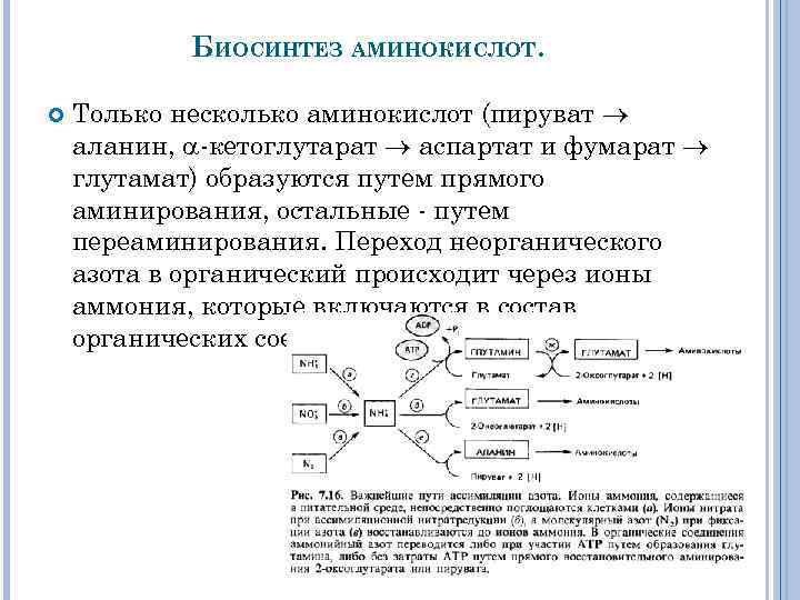 БИОСИНТЕЗ АМИНОКИСЛОТ. Только несколько аминокислот (пируват аланин, кетоглутарат аспартат и фумарат глутамат) образуются путем