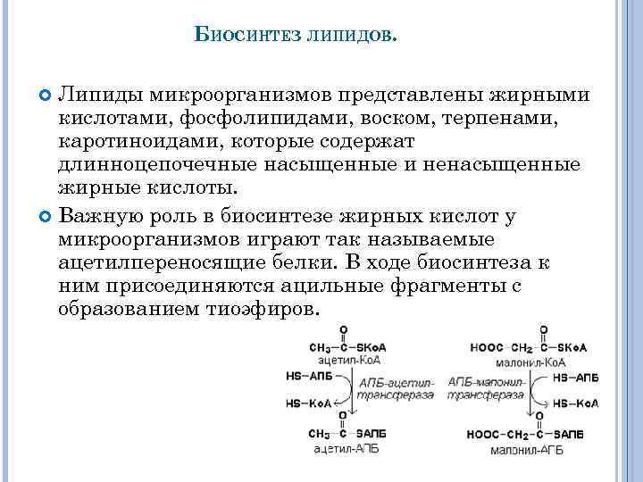 БИОСИНТЕЗ ЛИПИДОВ. Липиды микроорганизмов представлены жирными кислотами, фосфолипидами, воском, терпенами, каротиноидами, которые содержат длинноцепочечные