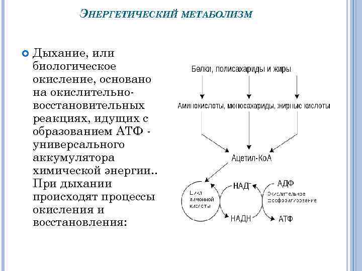 ЭНЕРГЕТИЧЕСКИЙ МЕТАБОЛИЗМ Дыхание, или биологическое окисление, основано на окислительно восстановительных реакциях, идущих с образованием