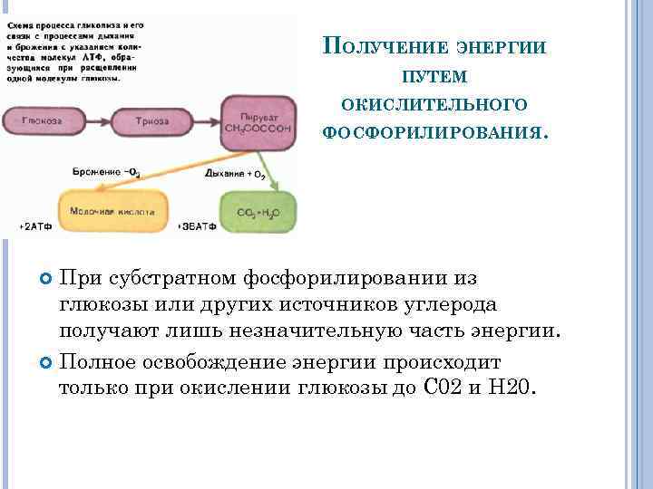 ПОЛУЧЕНИЕ ЭНЕРГИИ ПУТЕМ ОКИСЛИТЕЛЬНОГО ФОСФОРИЛИРОВАНИЯ. При субстратном фосфорилировании из глюкозы или других источников углерода