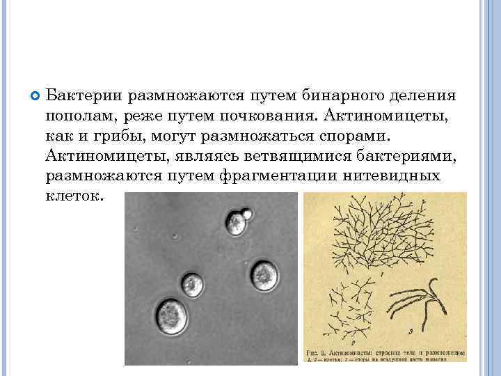  Бактерии размножаются путем бинарного деления пополам, реже путем почкования. Актиномицеты, как и грибы,