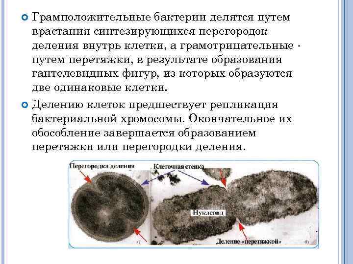 Грамположительные бактерии делятся путем врастания синтезирующихся перегородок деления внутрь клетки, а грамотрицательные путем перетяжки,