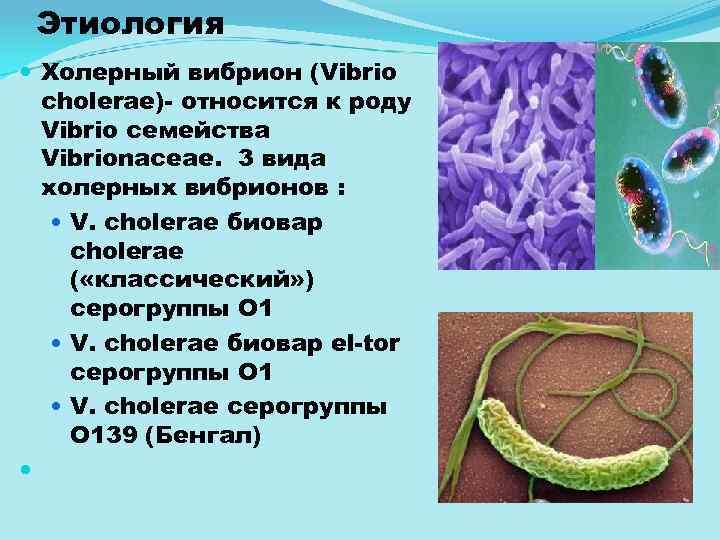 Этиология Холерный вибрион (Vibrio cholerae) относится к роду Vibrio семейства Vibrionaceae. 3 вида холерных