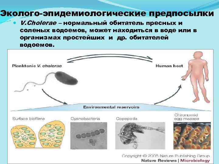 Эколого эпидемиологические предпосылки V. Cholerae – нормальный обитатель пресных и соленых водоемов, может находиться