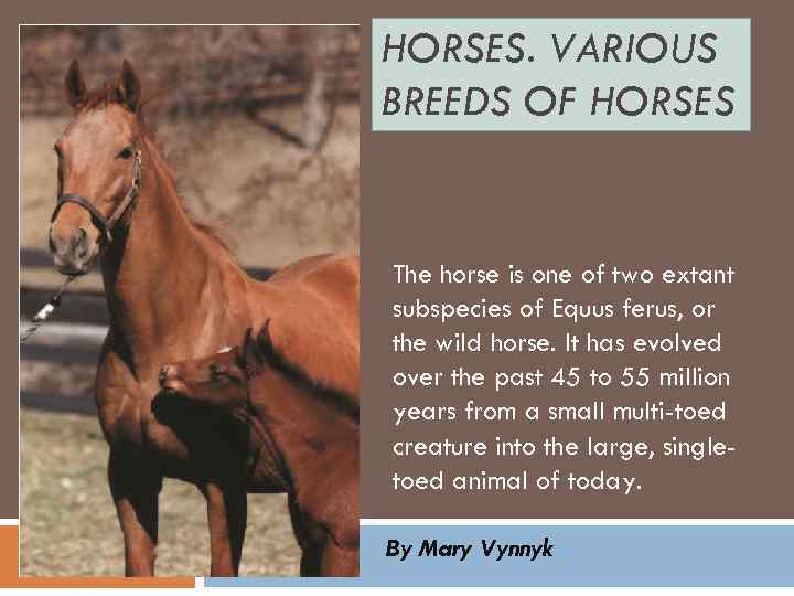 HORSES. VARIOUS BREEDS OF HORSES The horse is one of two extant subspecies of