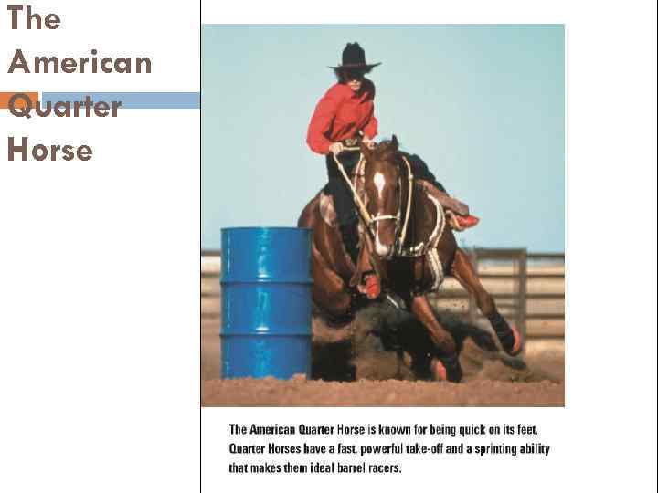 The American Quarter Horse 