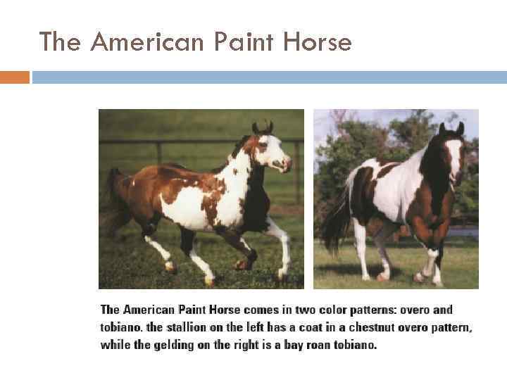The American Paint Horse 