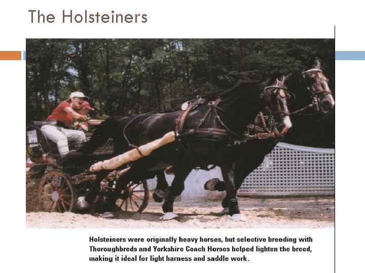 The Holsteiners 