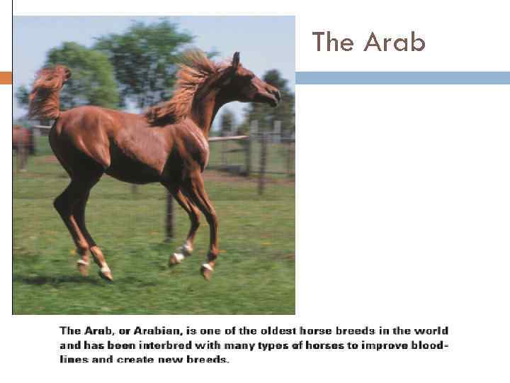The Arab 