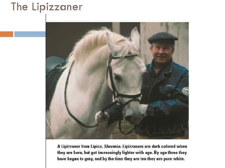 The Lipizzaner 