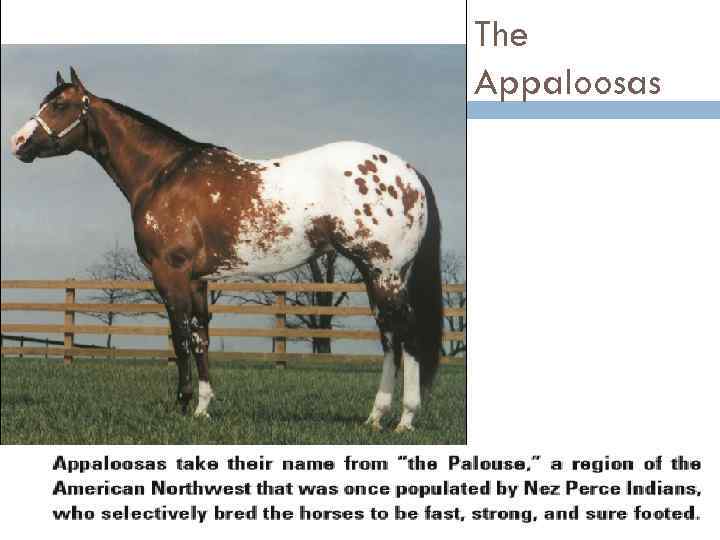 The Appaloosas 