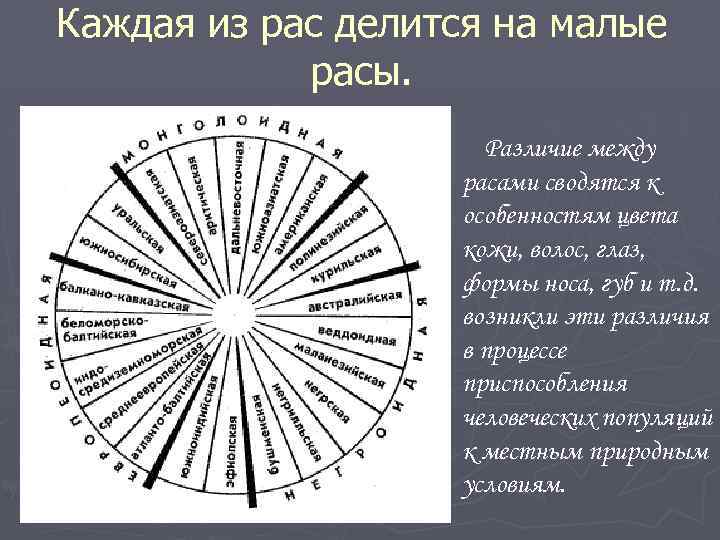 Каждая из рас делится на малые расы. Различие между расами сводятся к особенностям цвета