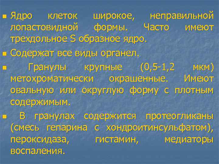 n n Ядро клеток широкое, неправильной лопастовидной формы. Часто имеют трехдольное S образное ядро.