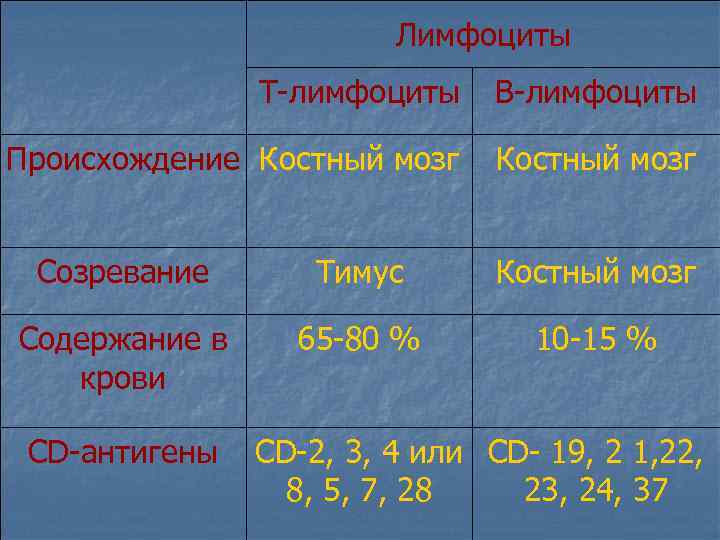Лимфоциты Т-лимфоциты В-лимфоциты Происхождение Костный мозг Созревание Тимус Костный мозг Содержание в крови 65