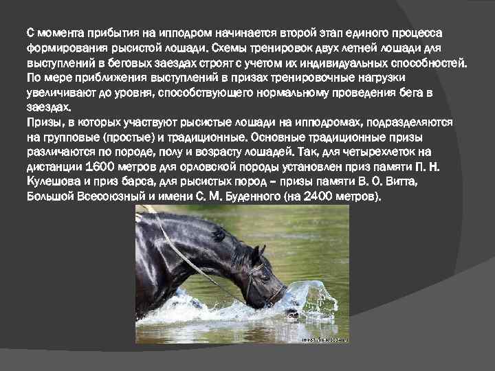 С момента прибытия на ипподром начинается второй этап единого процесса формирования рысистой лошади. Схемы