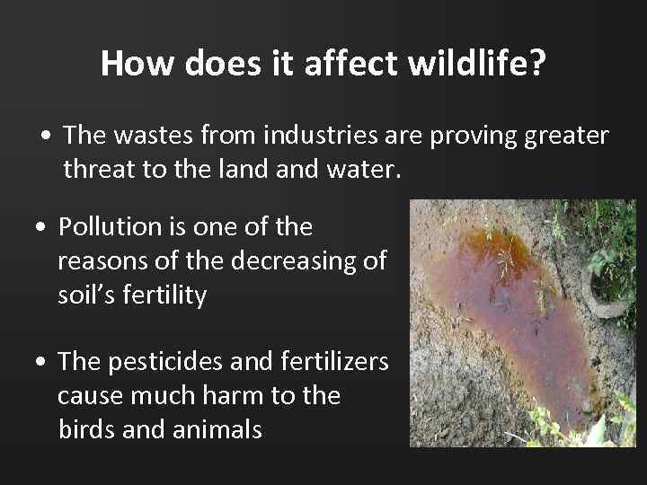 How does it affect wildlife? • The wastes from industries are proving greater threat