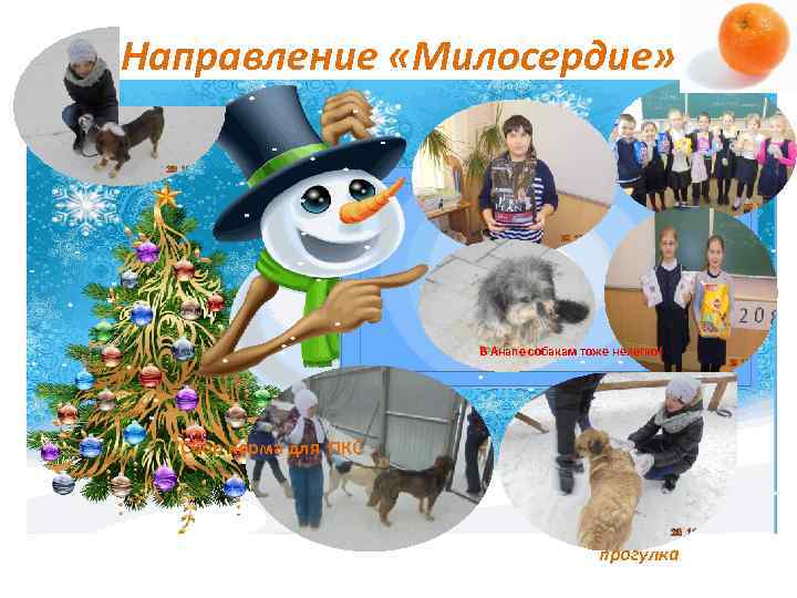 Направление «Милосердие» В Анапе собакам тоже нелегко!) Сбор корма для ПКС прогулка 