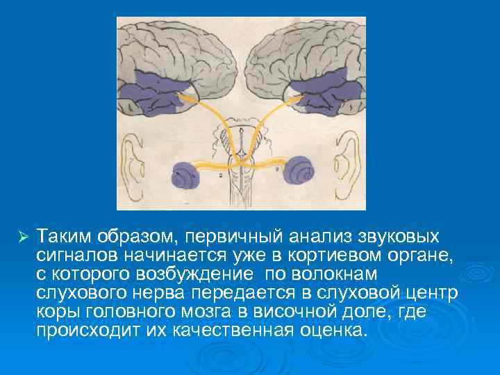 Ø Таким образом, первичный анализ звуковых сигналов начинается уже в кортиевом органе, с которого