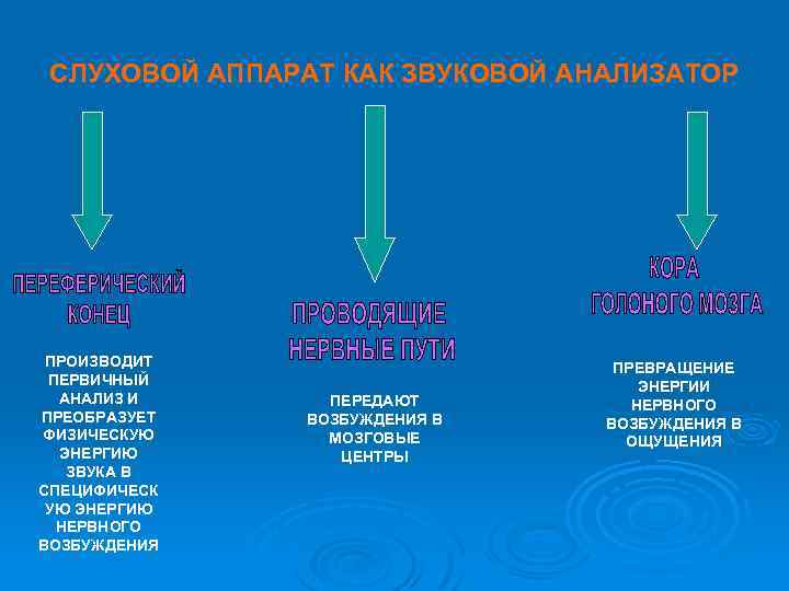 СЛУХОВОЙ АППАРАТ КАК ЗВУКОВОЙ АНАЛИЗАТОР ПРОИЗВОДИТ ПЕРВИЧНЫЙ АНАЛИЗ И ПРЕОБРАЗУЕТ ФИЗИЧЕСКУЮ ЭНЕРГИЮ ЗВУКА В