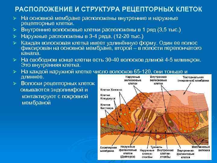 РАСПОЛОЖЕНИЕ И СТРУКТУРА РЕЦЕПТОРНЫХ КЛЕТОК Ø Ø Ø Ø На основной мембране расположены внутренние