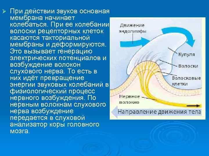 Ø При действии звуков основная мембрана начинает колебаться. При ее колебании волоски рецепторных клеток