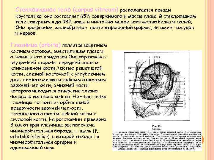 Стекловидное тело (corpus vitreum) располагается позади хрусталика; оно составляет 65% содержимого и массы глаза.