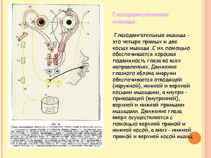 Глазодвигательные мышщы. Глазодвигательные мышцы это четыре прямых и две косых мышцы. С их помощью