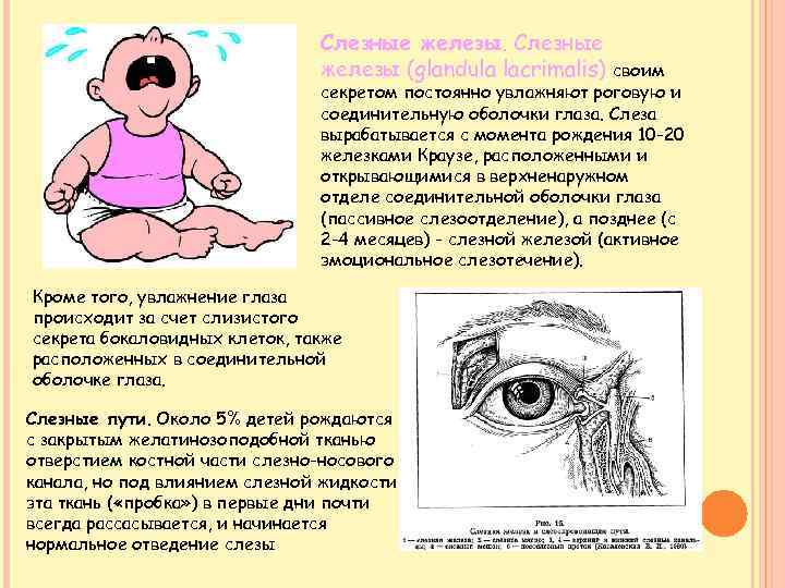 Функции слезной железы глаза. Слезные железы начинают функционировать. Периоды развития слезных желез.