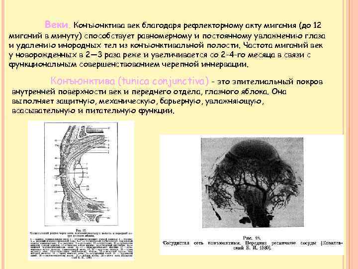 Веки. Конъюнктива век благодаря рефлекторному акту мигания (до 12 миганий в минуту) способствует равномерному