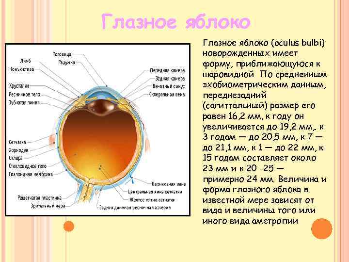 Глазное яблоко (oculus bulbi) новорожденных имеет форму, приближающуюся к шаровидной По средненным эхобиометрическим данным,