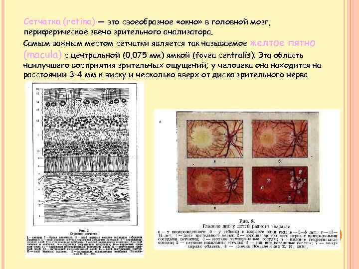 Сетчатка (retina) — это своеобразное «окно» в головной мозг, периферическое звено зрительного анализатора. Самым