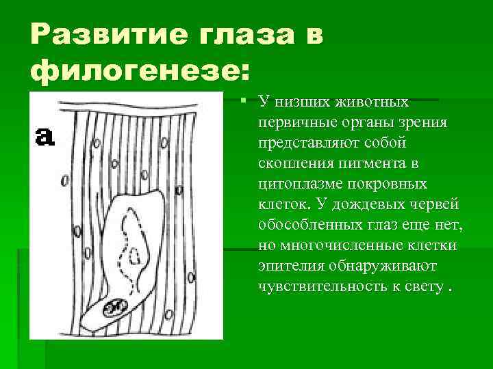Развитие глаза в филогенезе: § У низших животных первичные органы зрения представляют собой скопления